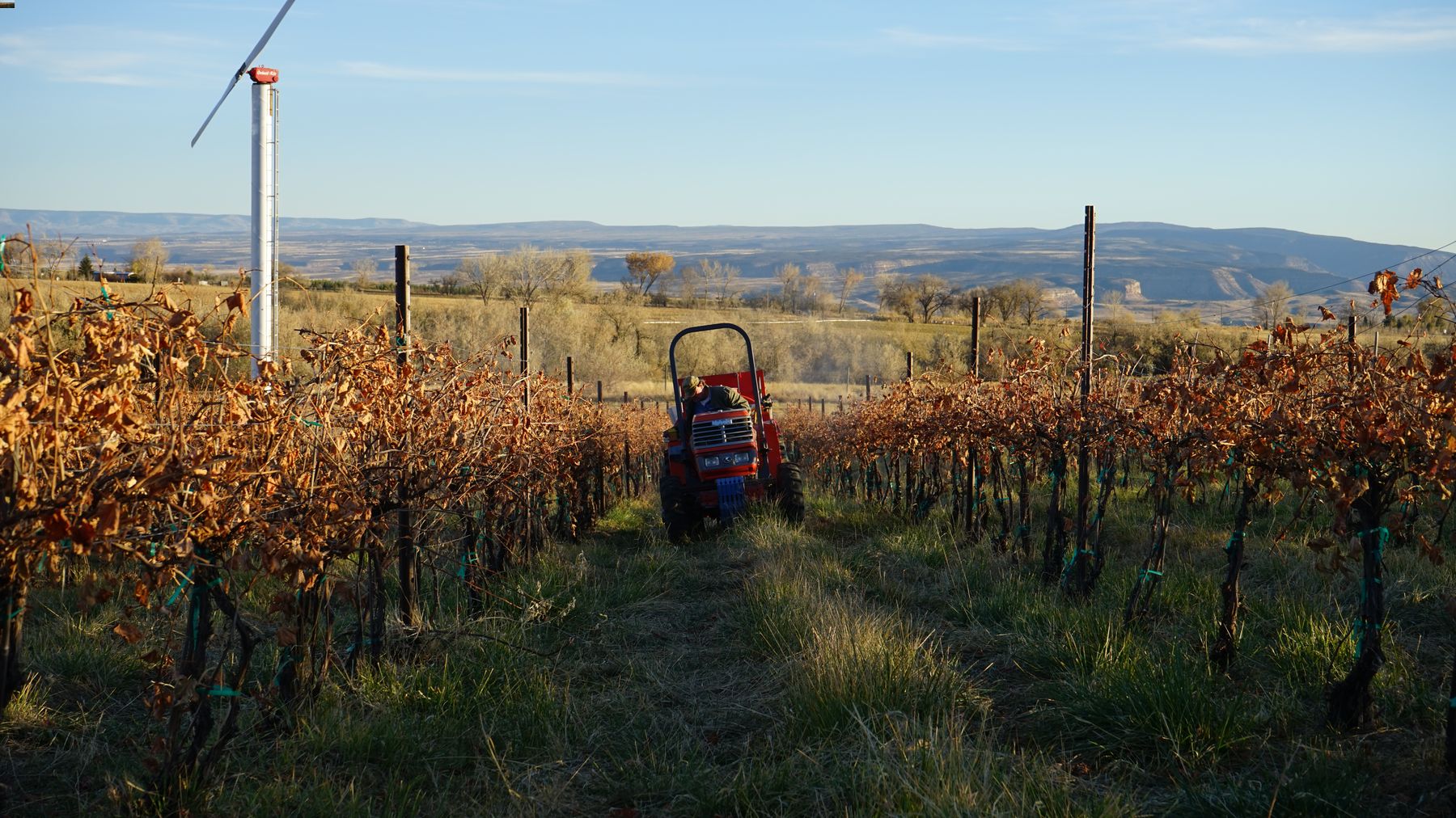 Lance Hanson driving a tractor in his biodynamic vineyard and spraying compost tea over grapevines with brown leaves.