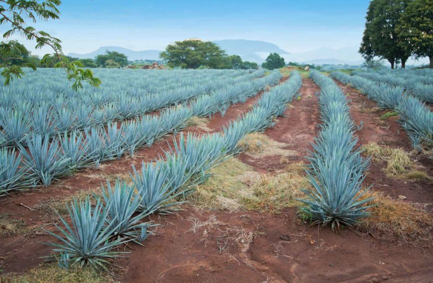 Rows of agave plants growing in a field in Mexico with trees and mountains in the background. Plants will be distilled to make agave spirits.