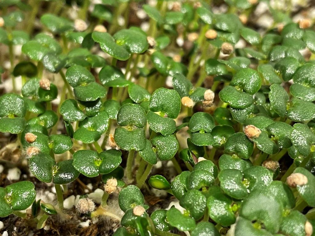 Close-up of bright green sprouts.
