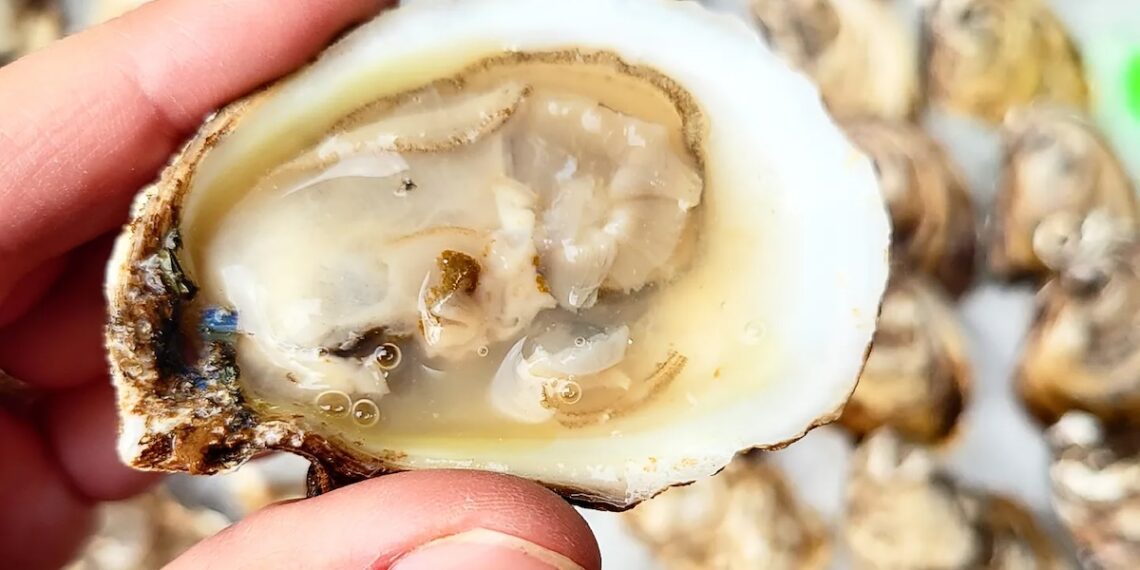 oyster on the half shell raw