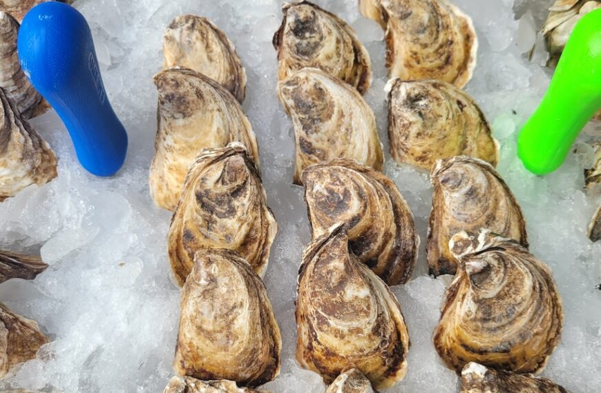 oysters in ice with shuckers