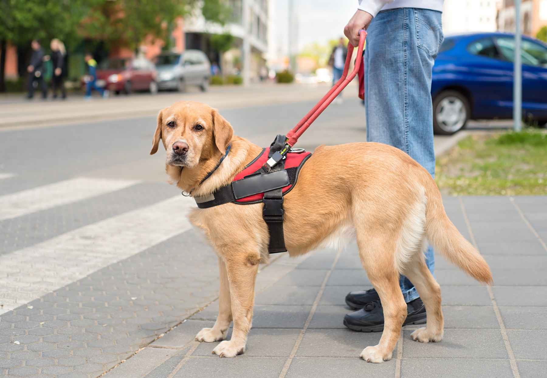 Service dog wearing a harness and guiding a man at a pedestrian crossing.