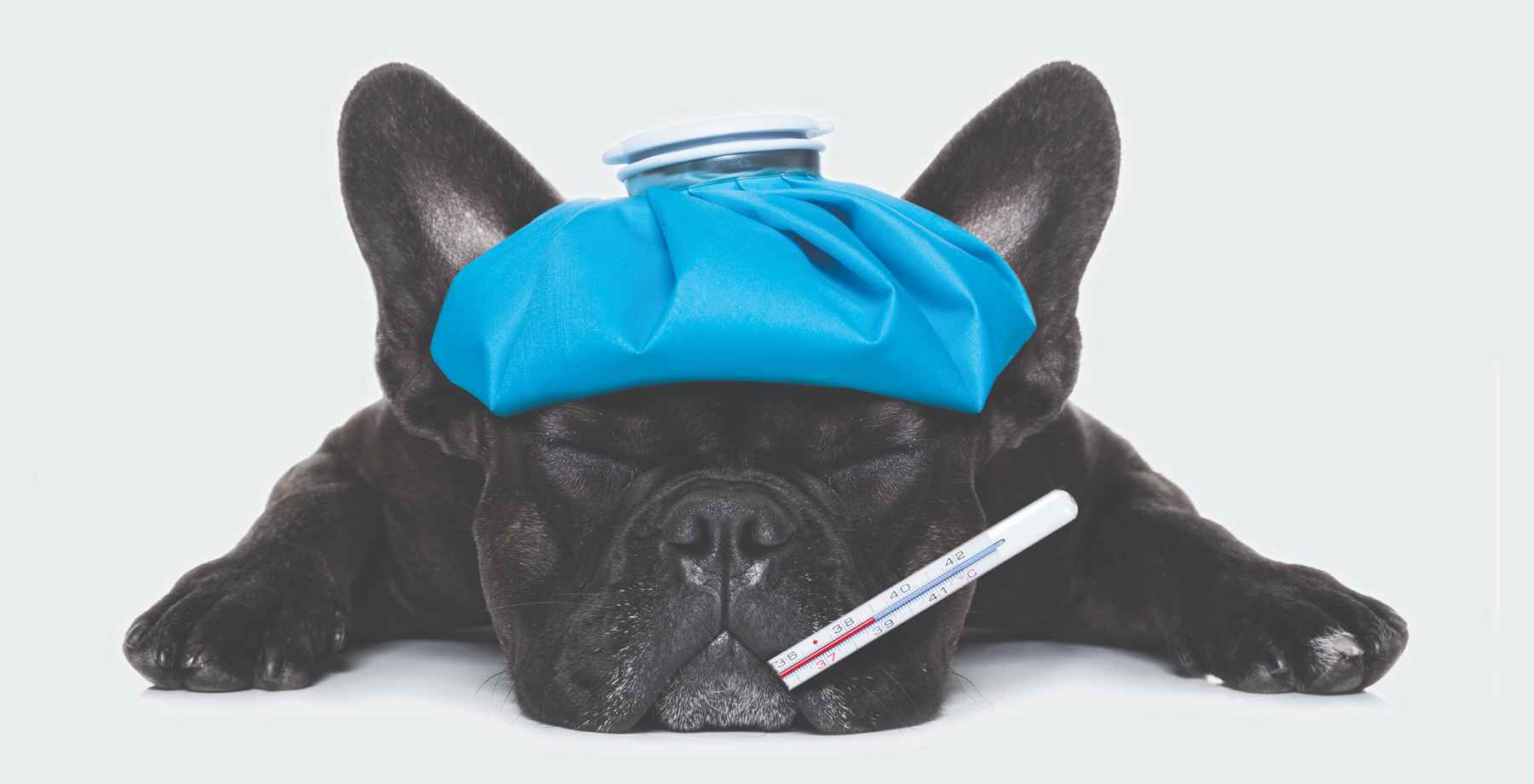 Black dog lying down with a thermometer in its mouth and ice pack on its head.