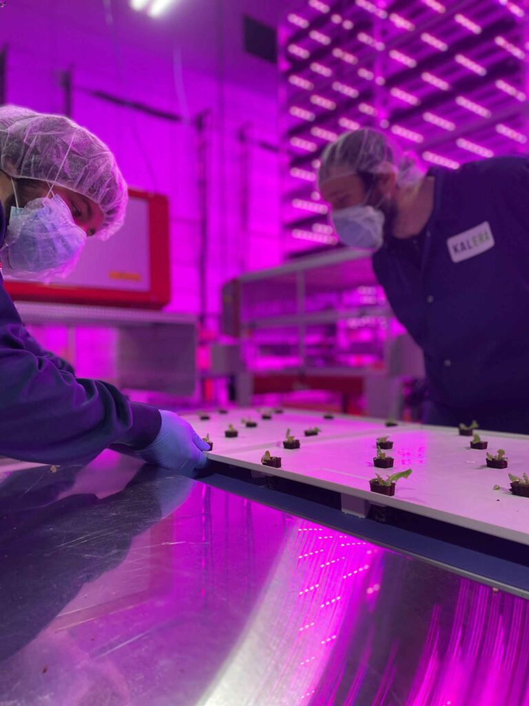 Hydroponic farm lit by purple LED lights with scientists wearing lab coats work on seedlings. 