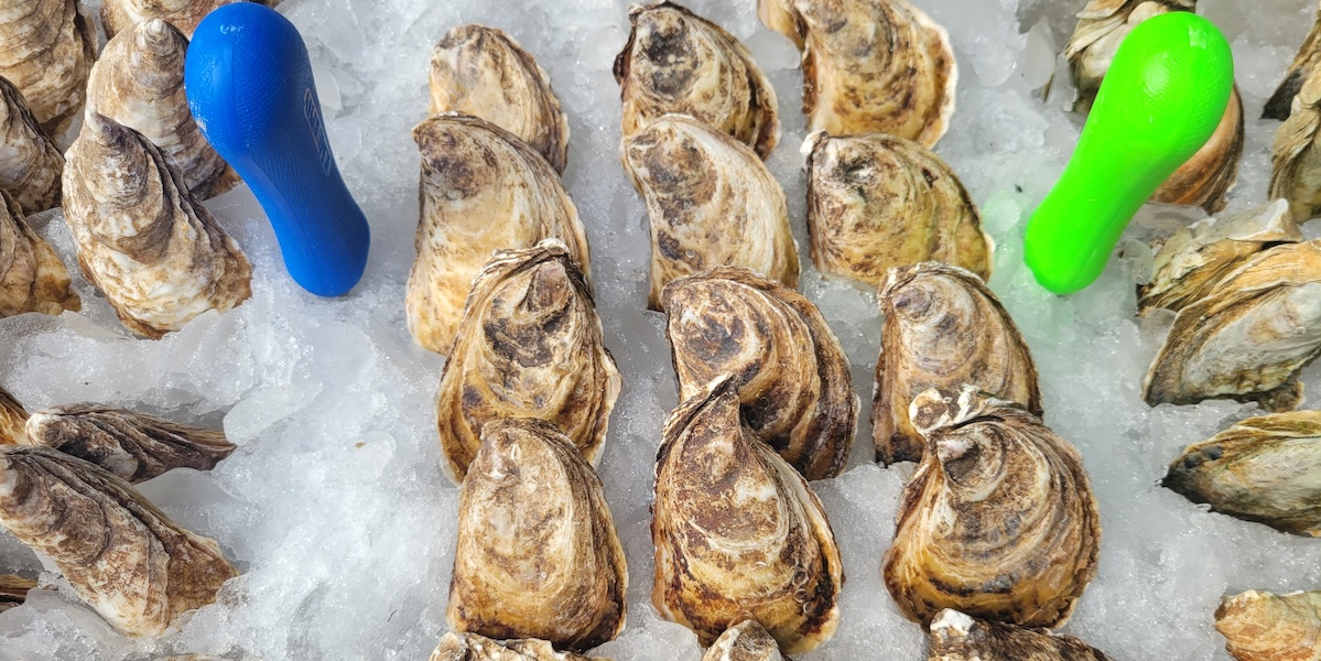 oysters in ice with shuckers