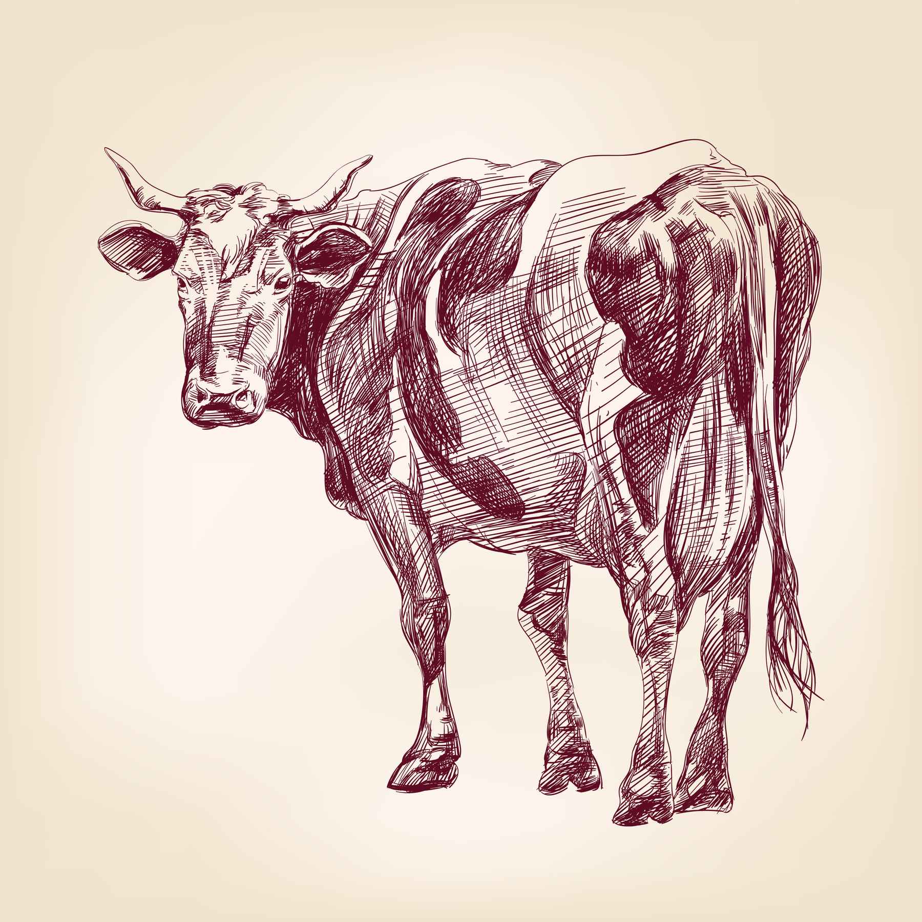 Illustration of cow looking over his shoulder.