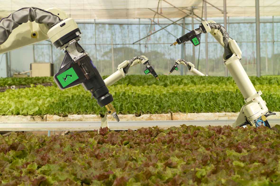 Robot arms harvesting lettuce in a greenhouse.
