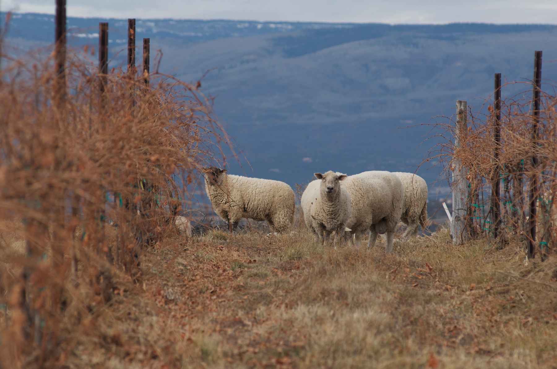 Group of fluffy white sheep in Jack Rabbit Hill Farm's biodynamic vineyard during the winter.. No leaves on grapevines.