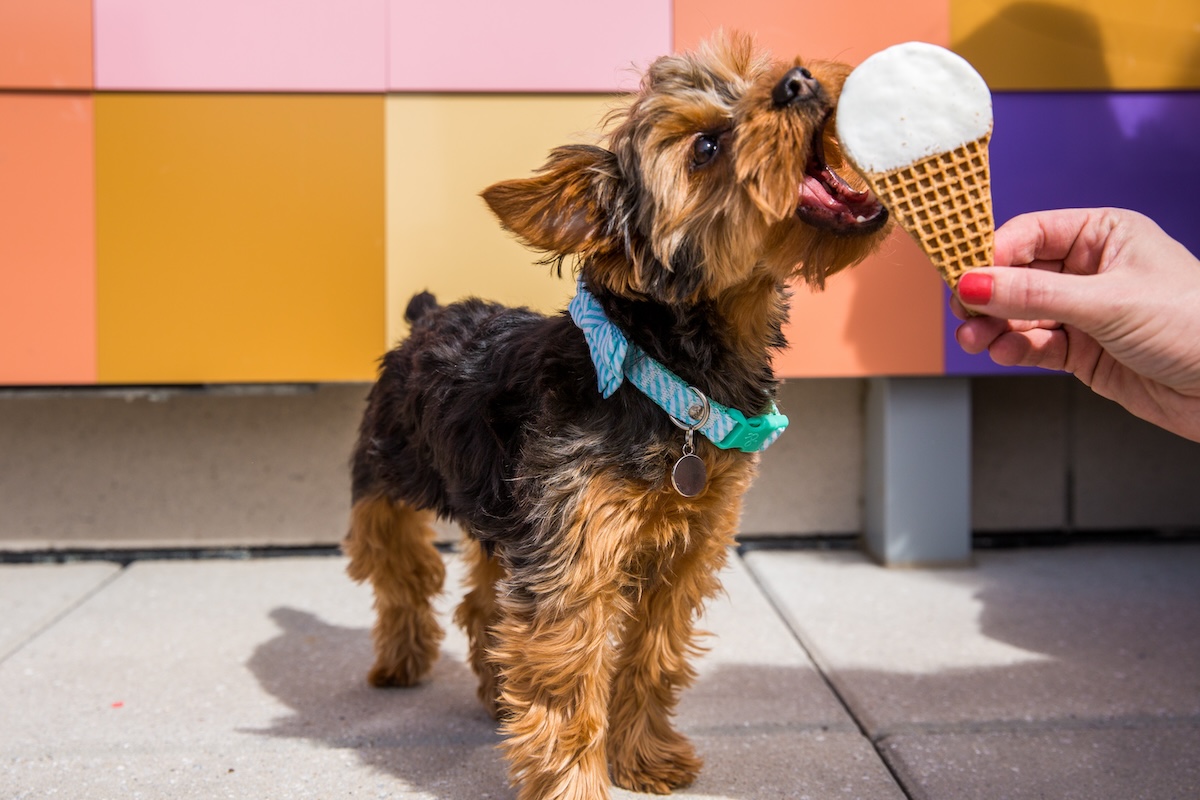 Let that doggy enjoy a peanut butter puppy treat. | Photo by Halcyon, a Hotel in Cherry Creek