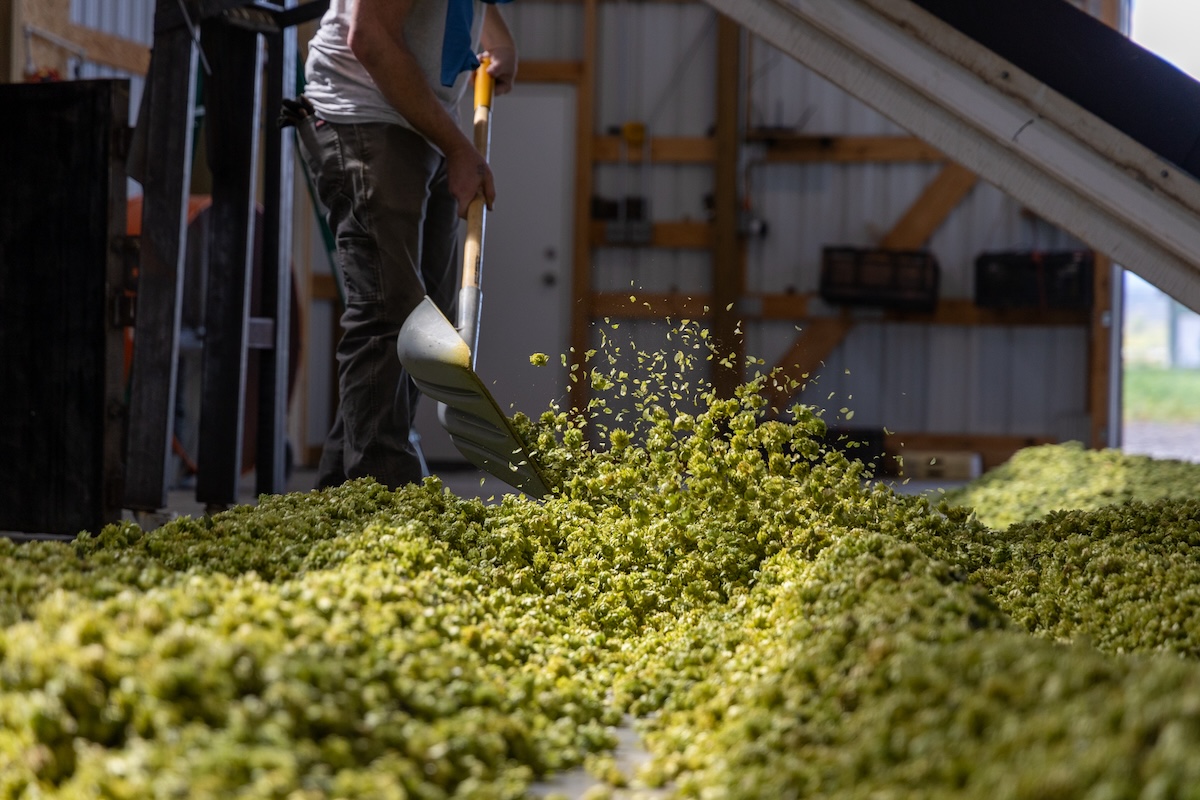 FlyteCo went to Billy Goat Farm in Montrose to get fresh hops. | Photo by FlyteCo. Brewing