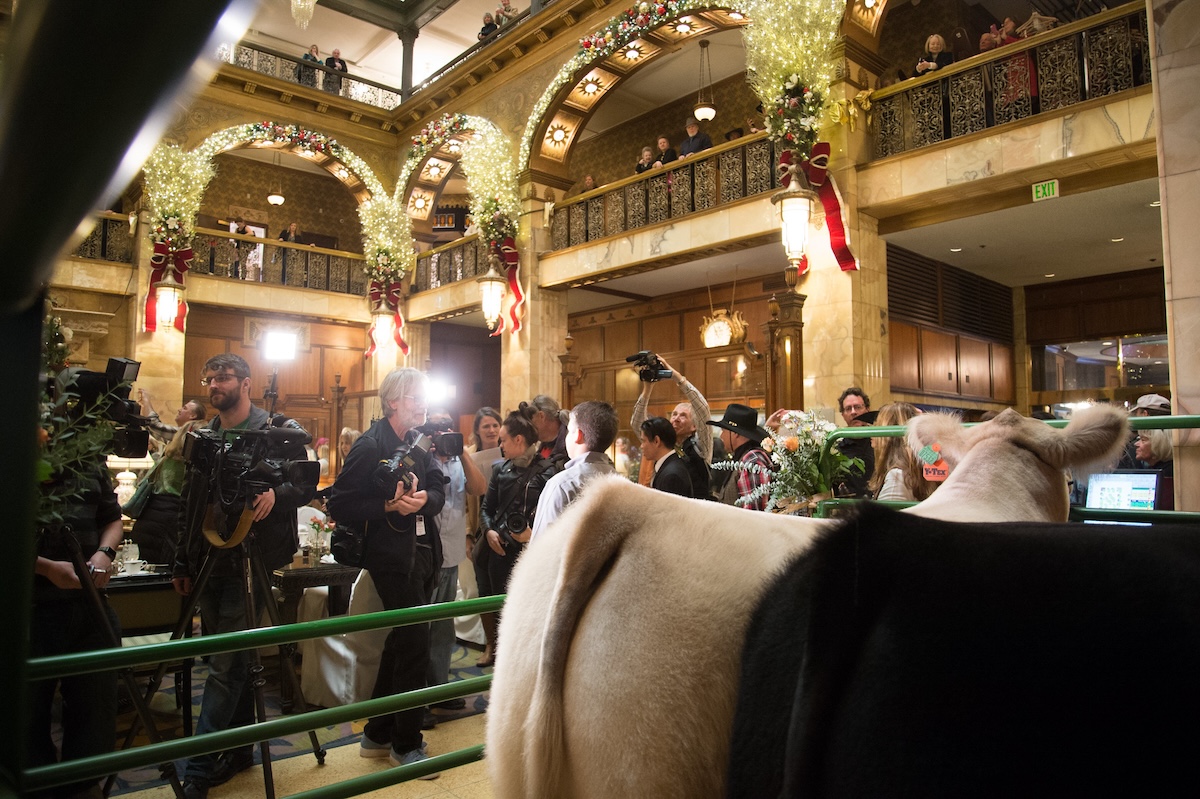 See the prize steer at the Brown Palace. | Photo by the National Western Stock Show