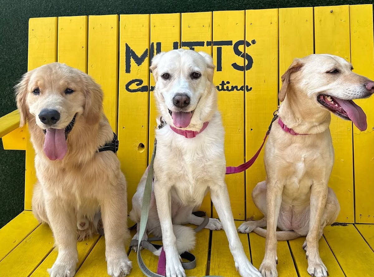 Mutts - DiningOut Four-legged guests enjoy the patio at MUTTS Canine Cantina. | Photo by MUTTS Canine Cantina