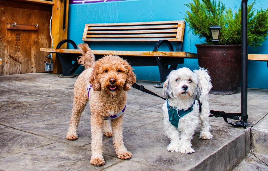 LoHi has a huge patio, and dogs are welcome almost all the time. | Photo courtesy of Recess Beer Garden