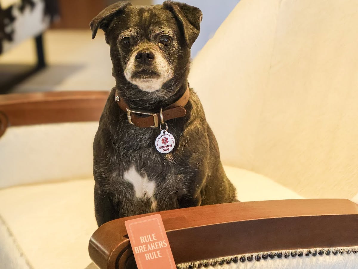 C Baldwin HTX - DiningOut A four-legged guest settles in at C. Baldwin, one of Houston’s dog-friendly hotels welcoming pups along for the stay. | Photo by C. Baldwin