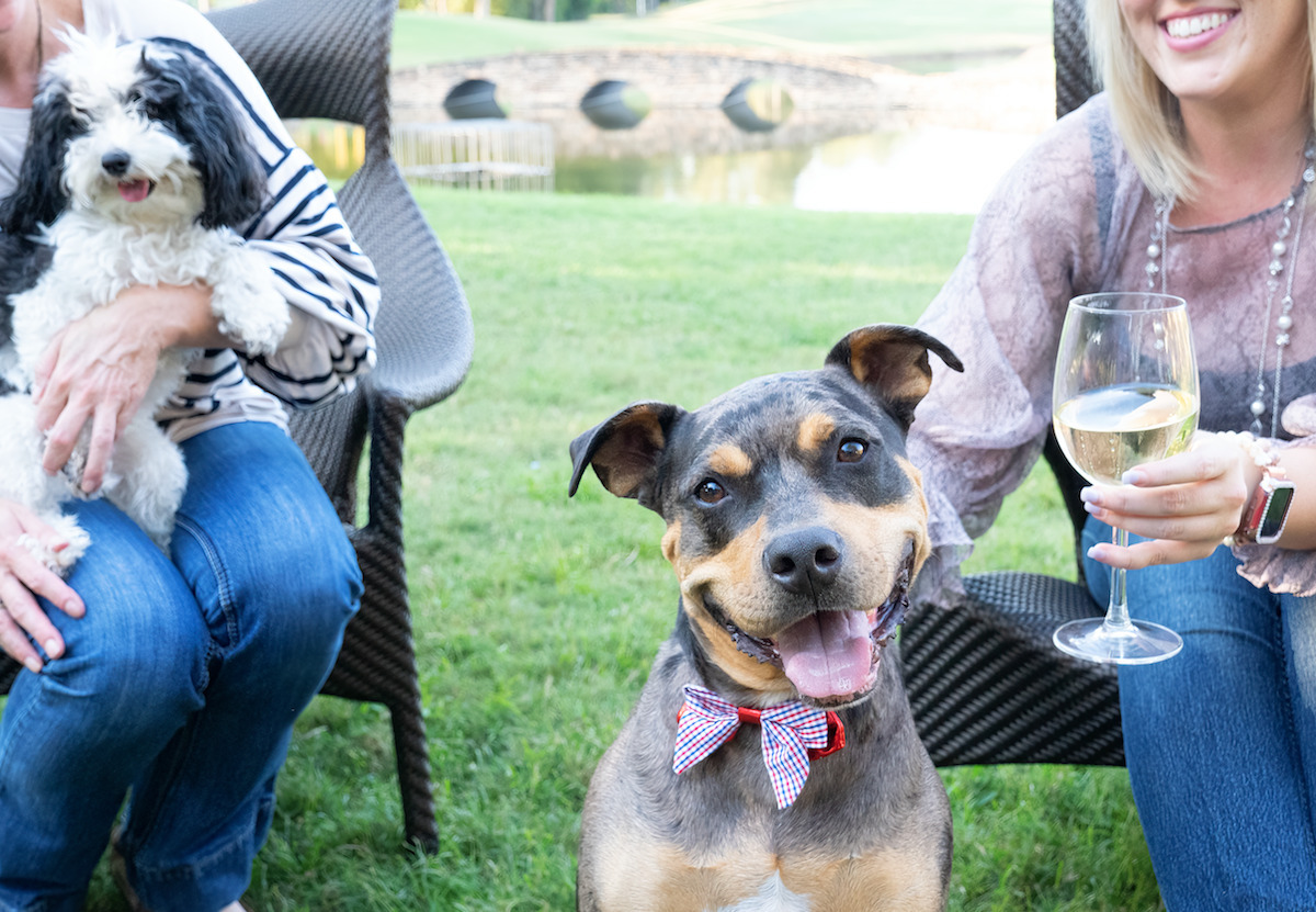 All You Need to Know About the Viral Dubai Bar - DiningOut Pups hang with their humans at Back Table at the Woodlands Resort. | Photo by the Woodlands Resort