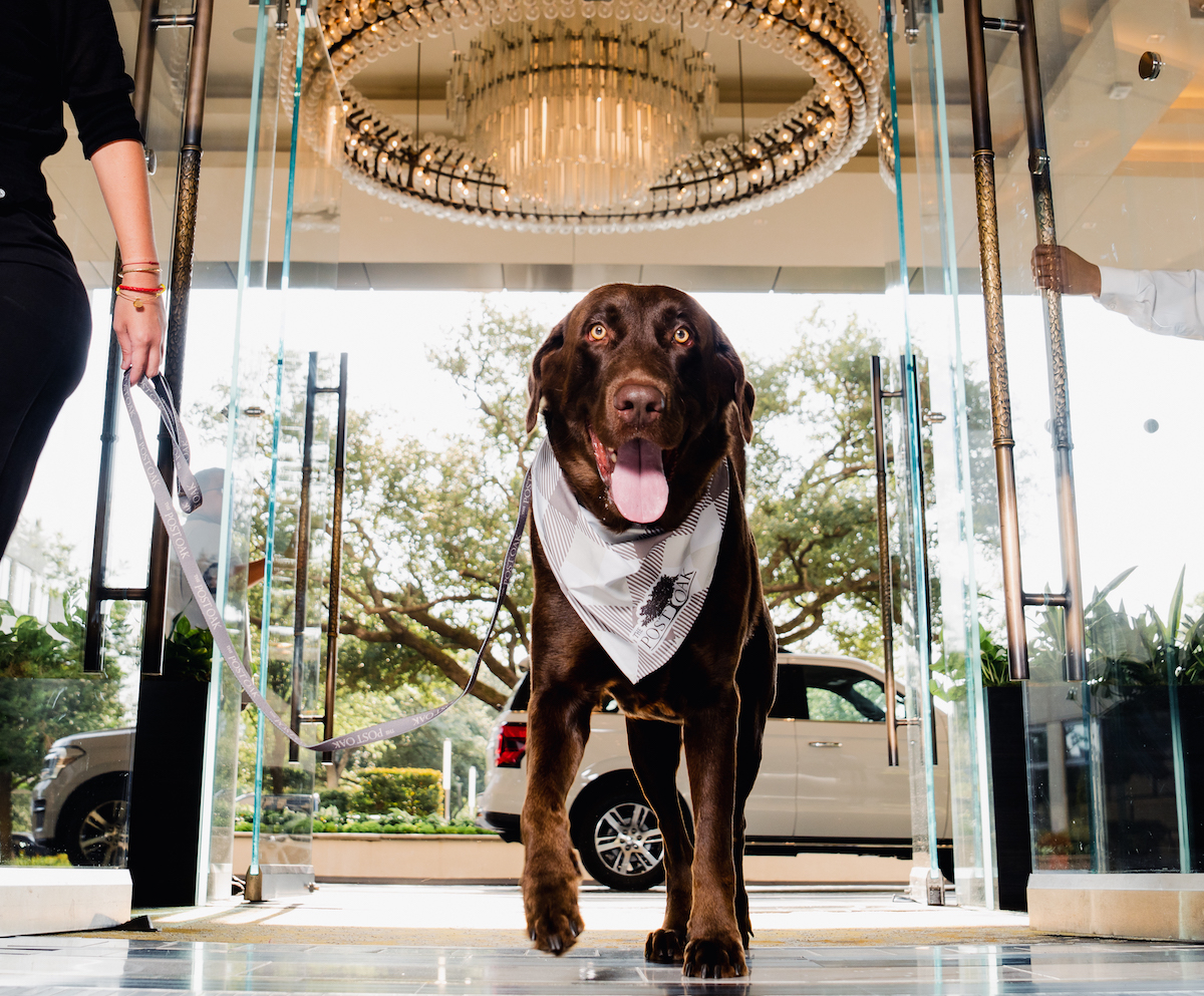 A dog guest makes his grand entrance at the Post Oak Hotel. | Photo by Post Oak Hotel
