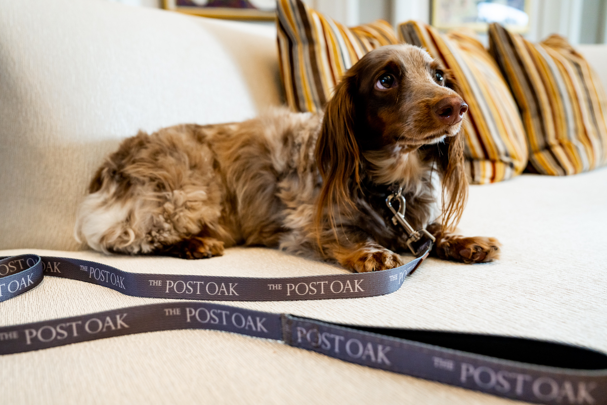 Bindi-Sergardi-by-Alessandra-Casini-at-Tavernetta-1 - DiningOut A dog guest lounges on the couch in a suite at the Post Oak Hotel. | Photo by the Post Oak Hotel