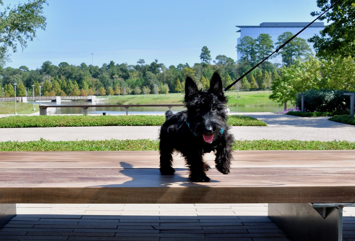 Woman-Made Wines in New Zealand - DiningOut A dog guest roams the public green spaces at City Place. | Photo by City Place