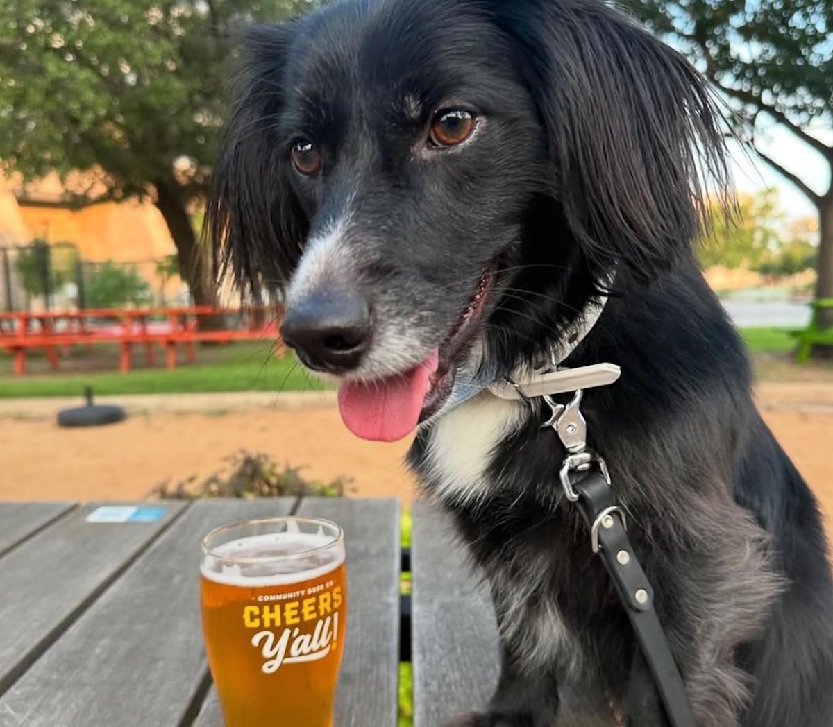 Dog-friendly patio at Community Beer Co. | Photo by Community Beer Co.