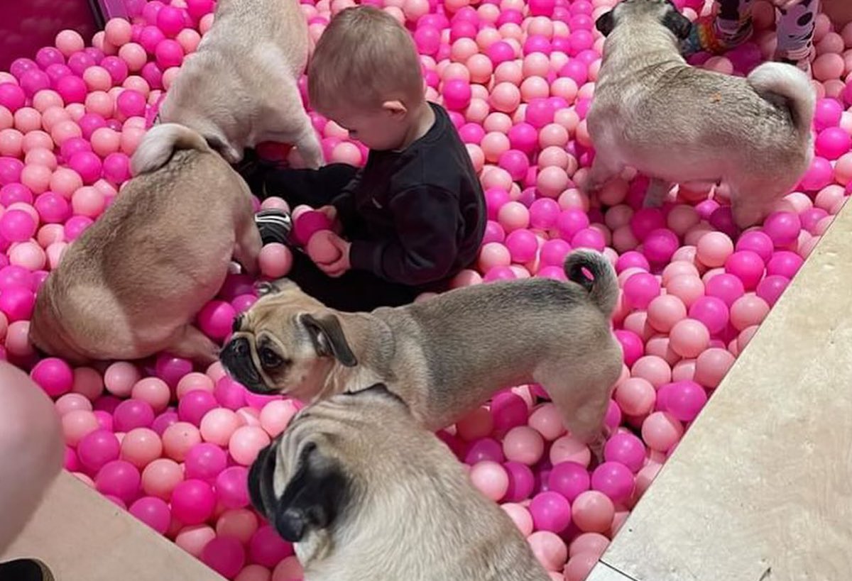 Pugs play with a human friend in the ball pit at CuppaPug. | Photo by CuppaPug