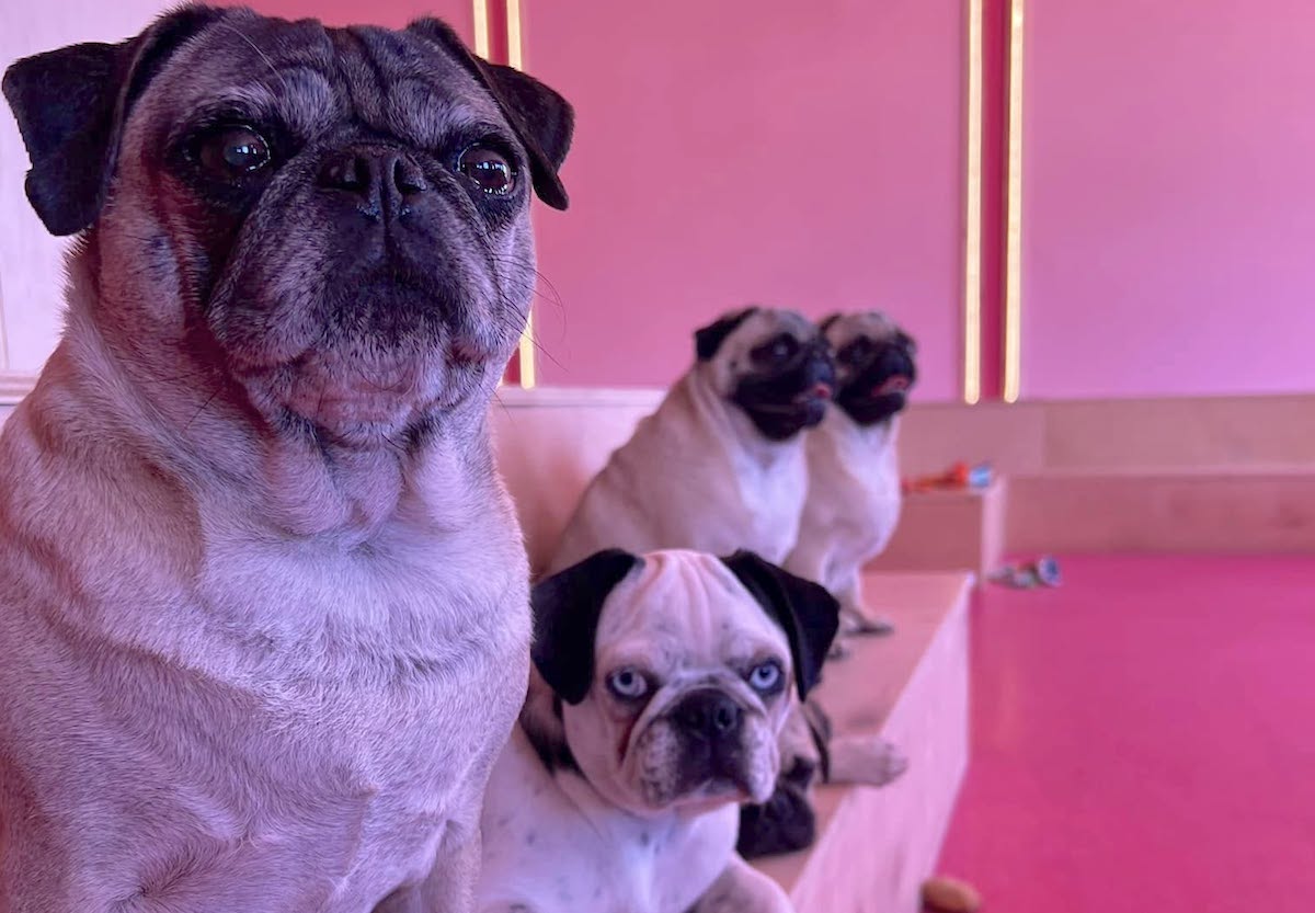 Pugs in all shapes and sizes at CuppaPug. | Photo by CuppaPug