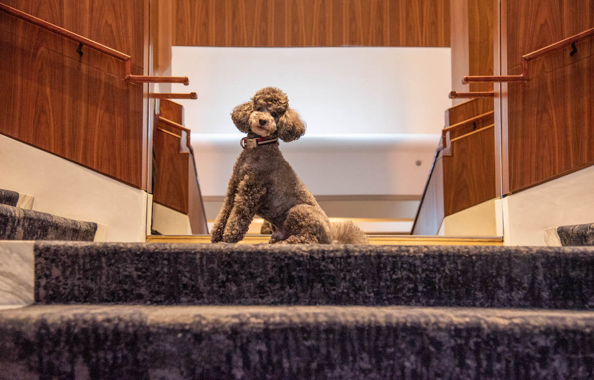 PL_006-1-683x1024-1 - DiningOut A striking gray poodle poses at the top of the Four Seasons Hotel's grand staircase. | Photo by Four Seasons Hotel Houston