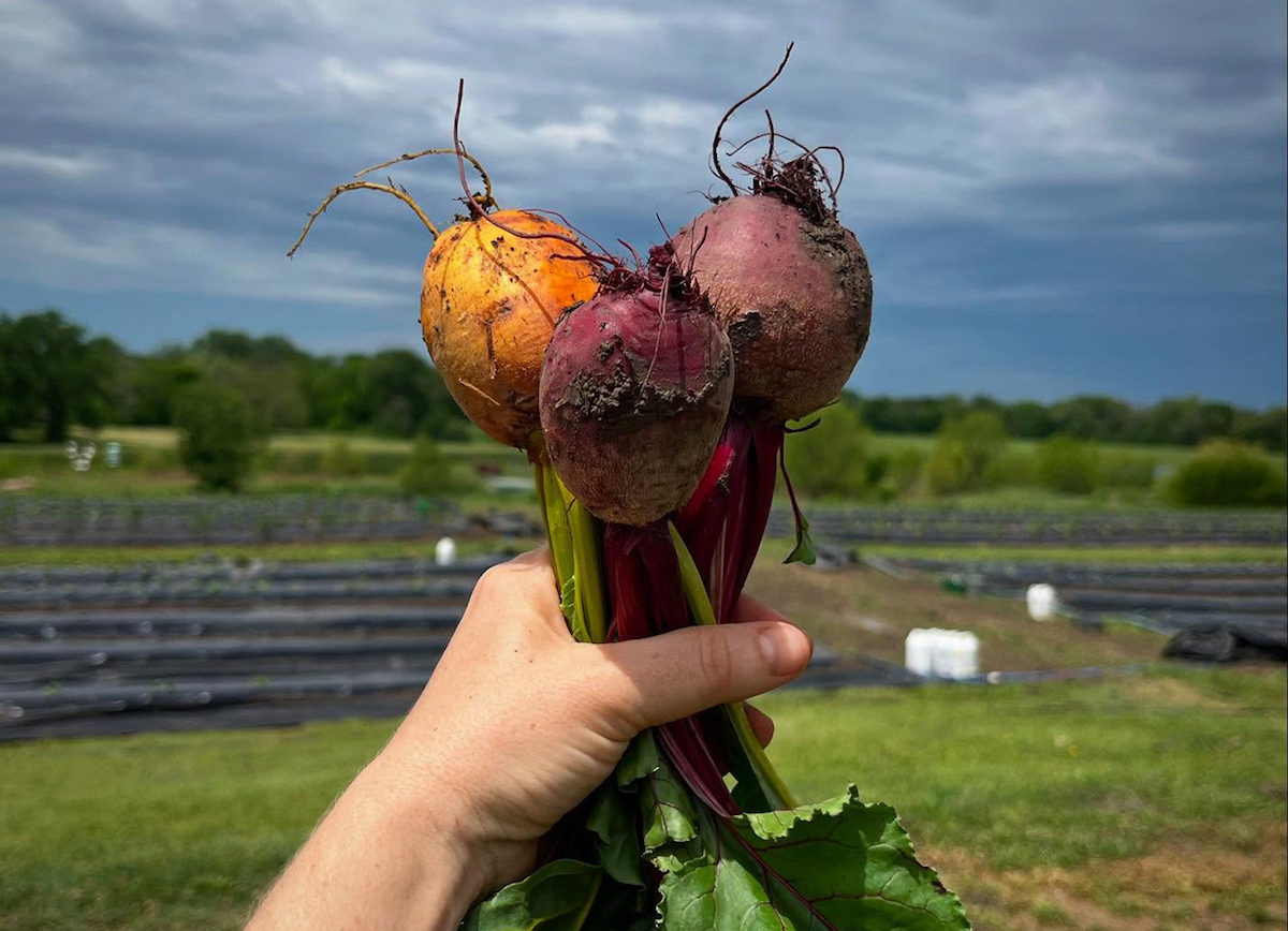 Fresh picked beets at Pure Land Farm. | Photo by Megan Neubauer