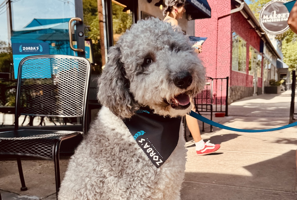 IMG_9287 - DiningOut Meet Jerry, he loves his Chef Zorba bandana and all the treats. | Photo courtesy of Hard Knoch PR