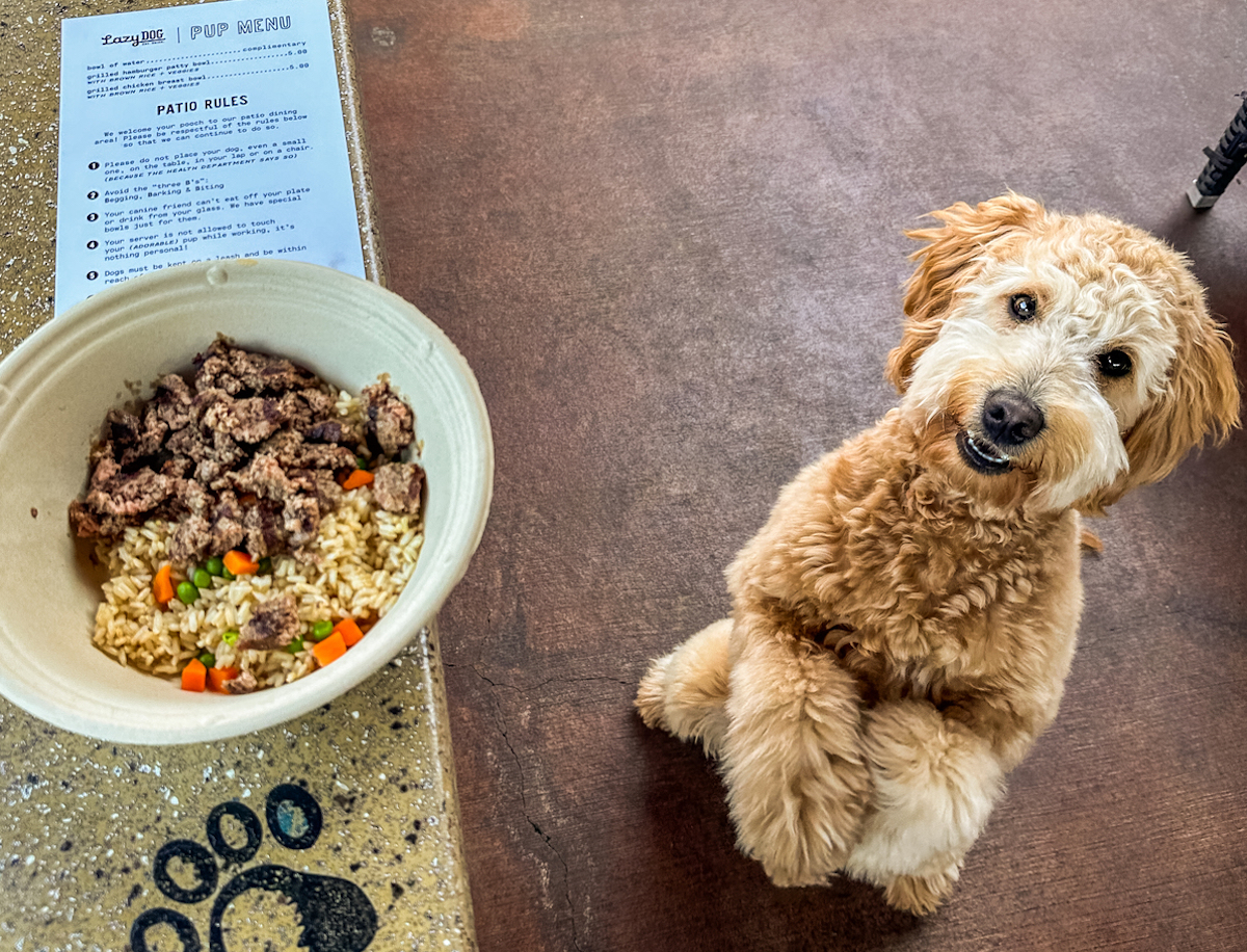 Woman-Made Wines in Japan - DiningOut A dog guest patiently waits for his meal at Lazy Dog. | Photo by Marissa Chinn Tuan Pham