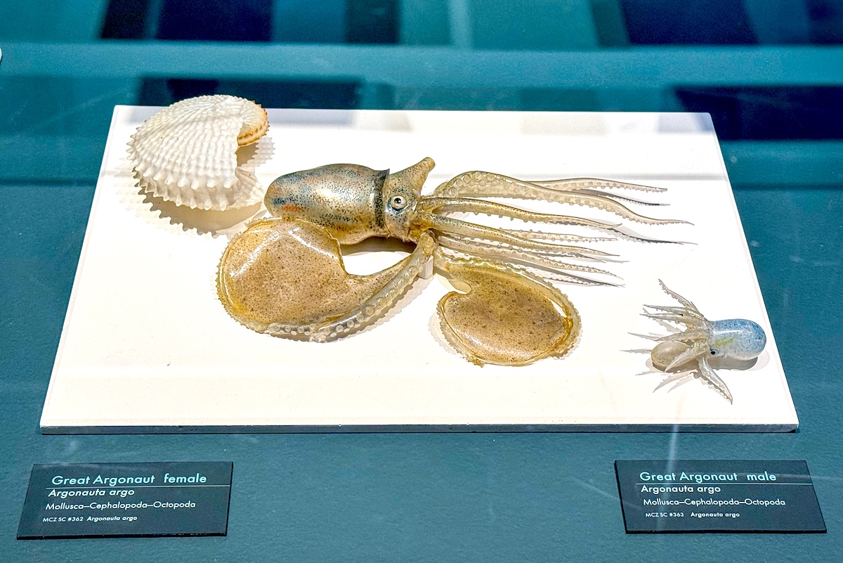 - DiningOut Glass model of a Great Argonaut at the Harvard Museum of Natural History. | Photo by Suzanne Podhaizer