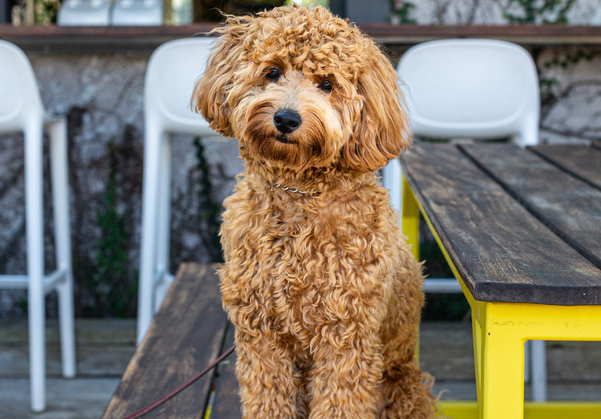 A pet guest enjoys the patio at Hungry's. | Photo by Jenn Duncan