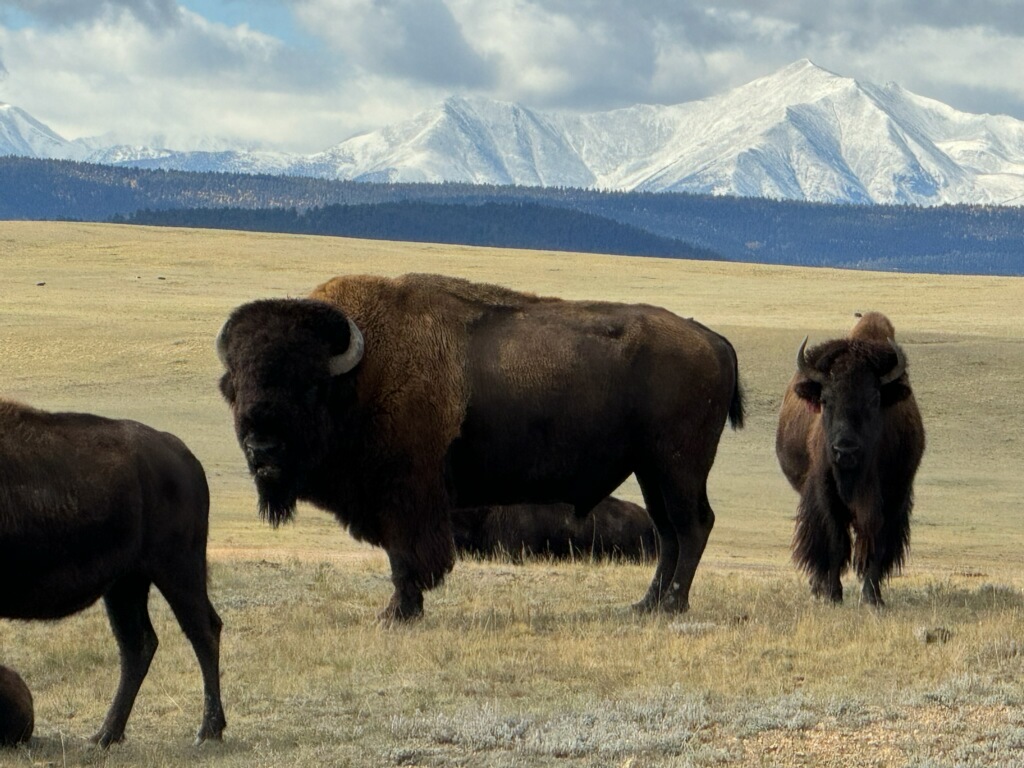 Elementor-post-screenshot_968_2025-06-16-17-56-08_1cf84571.png - DiningOut Bison, or buffalo if you saying it wrong, are being ranched right here in Colorado. | Photo by Rock River Ranches