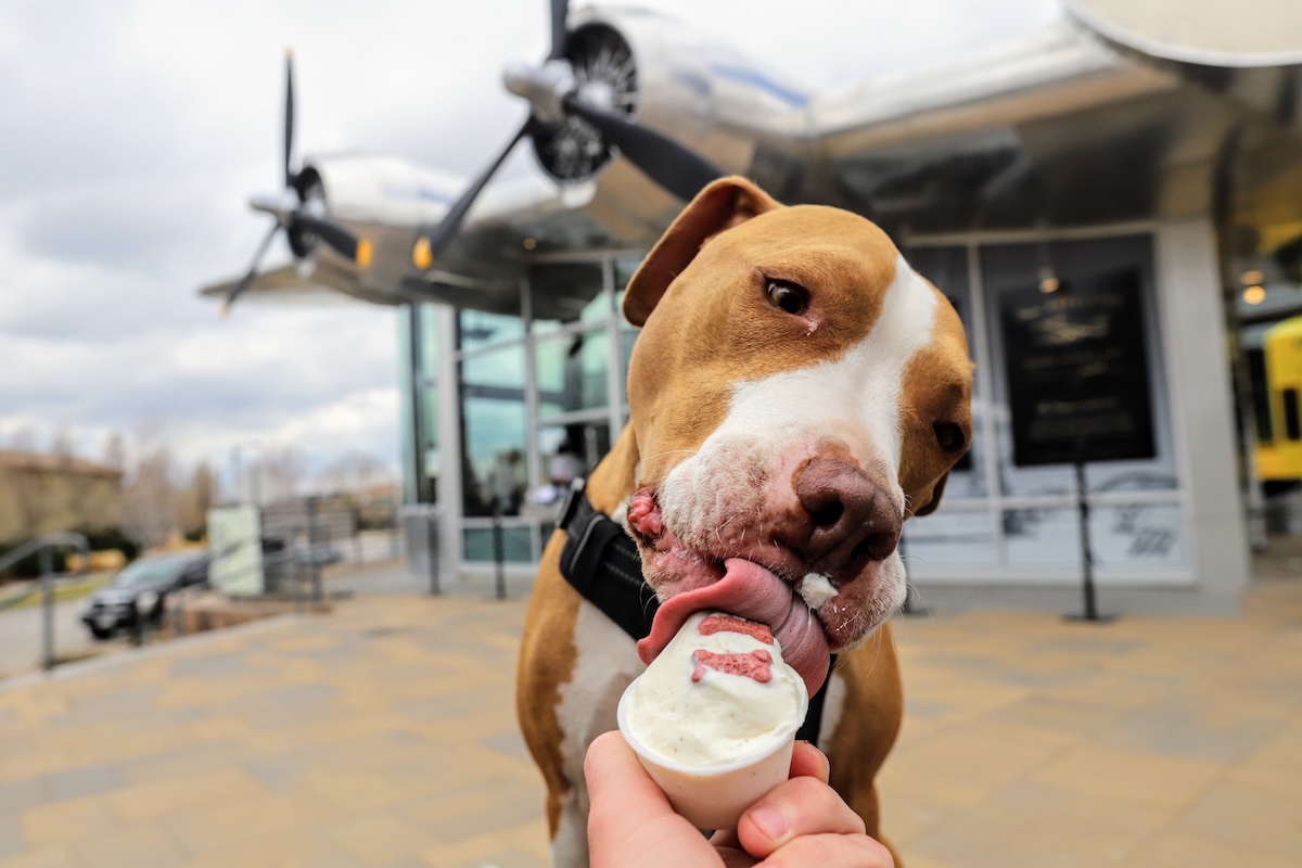 HRD-courtesy-of-Alex-Montoya-scaled - DiningOut Get down with a pup cup at all Little Man Ice Cream Co. locations. | Photo courtesy of Little Many Ice Cream Co.