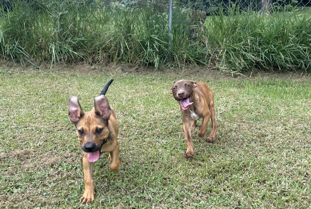 willis_building_chicago_hot_dog_bench - DiningOut A pair of pups featured on the Facebook page for Lone Star Pawz. | Photo by Lone Star Pawz
