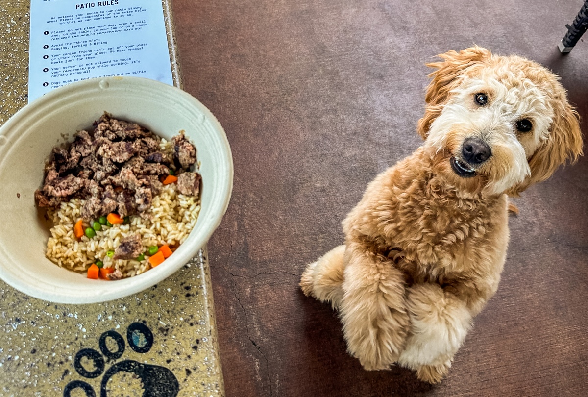 Feges-BBQ-2025-Super-Bowl-Features-Queso-and-Wings-by-Carla-Gomez-10 - DiningOut Even dogs have to be patient for their food at Lazy Dog. | Photo courtesy of Marissa Chinn Tuan Pham/hangrypringles