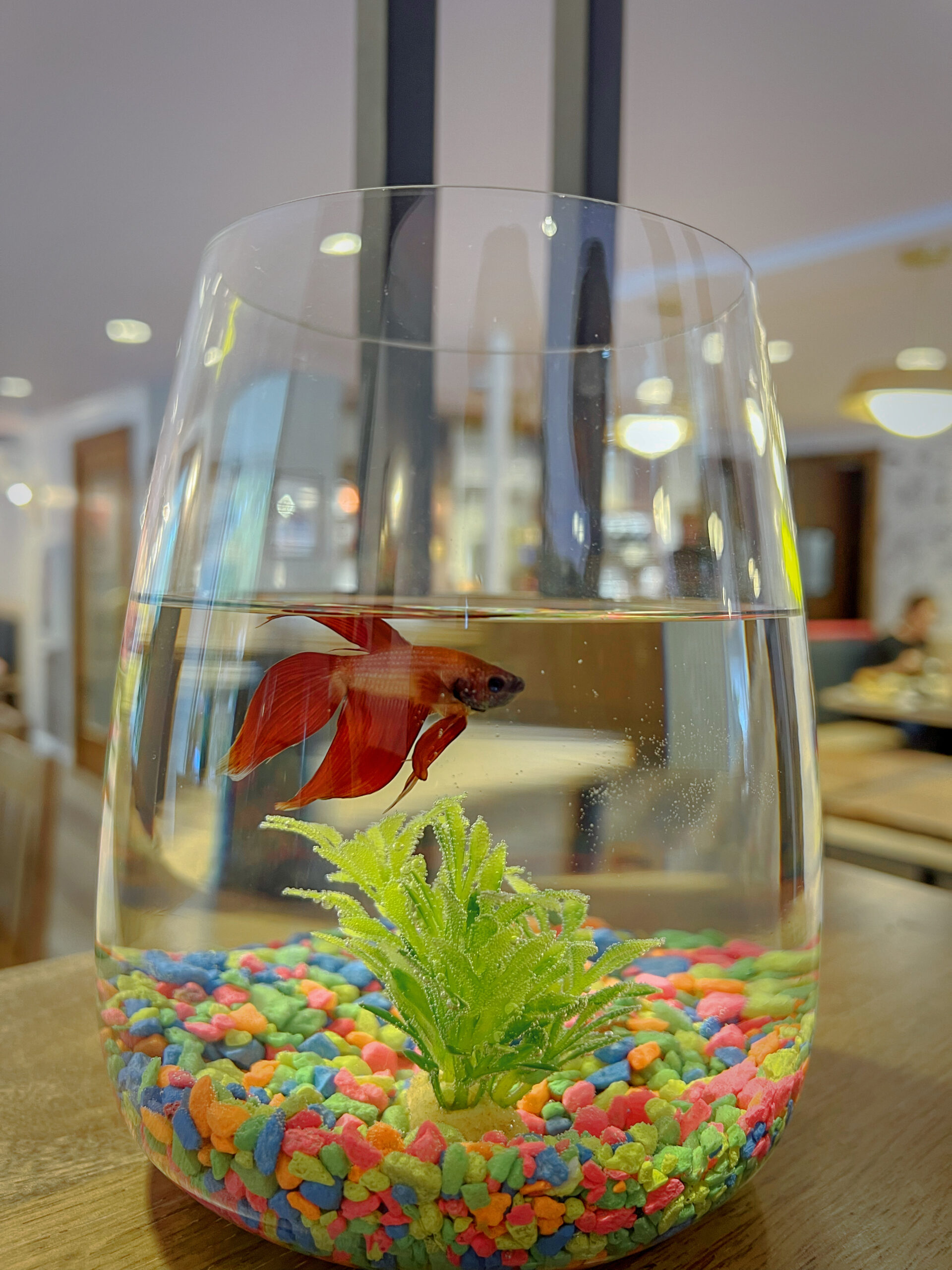 There’s so much to love about Fox and The Hen, the new all-day breakfast joint by Carrie Baird—and then there’s the stuff I am obsessed with already.  It’s fun, it’s playful, it’s got wallpaper I want to steal and design details I want to copy. Its color palette is perfect. I want the wallpaper. Need it. Want to put my TV in a frame surrounded by it just like they did at the Fox and the Hen. I want a hot sauce wall, too. I want a neon sign glowing against a minimalist wallpapered wall with custom designs. Located just around the corner from Bar Dough and Tap & Burger, both part of the Culinary Creative restaurant group, Fox and the Hen seems set to follow in their footsteps. Kumoya, Culinary Creative's new Japanese and sushi concept, is opening in the old Tony P's space on 32nd Street in LoHi, just a hop, skip, and a block away from Fox and the Hen. 