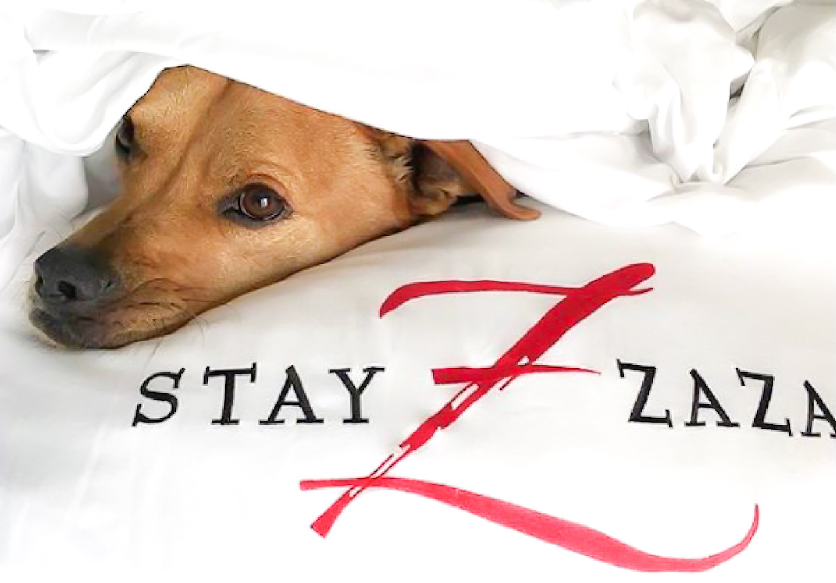 126049020_m-1-696x464-1-1 - DiningOut A dog guest gets cozy under the covers at Hotel ZaZa. | Photo by Hotel ZaZa