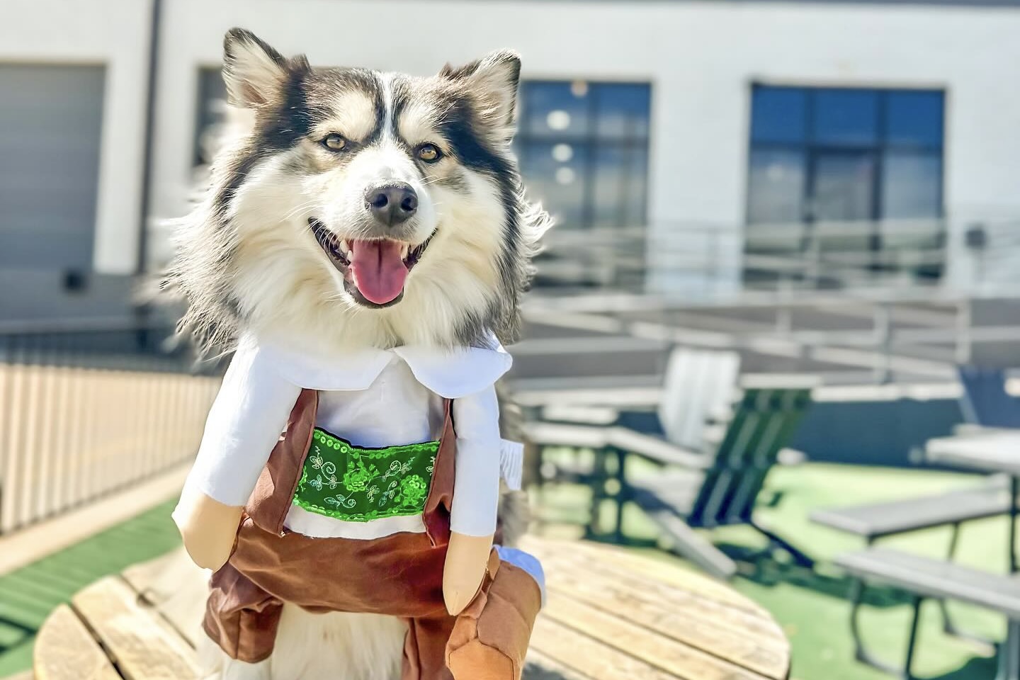 Bring your four-legged friend to this festive event | Photo by River North Brewery