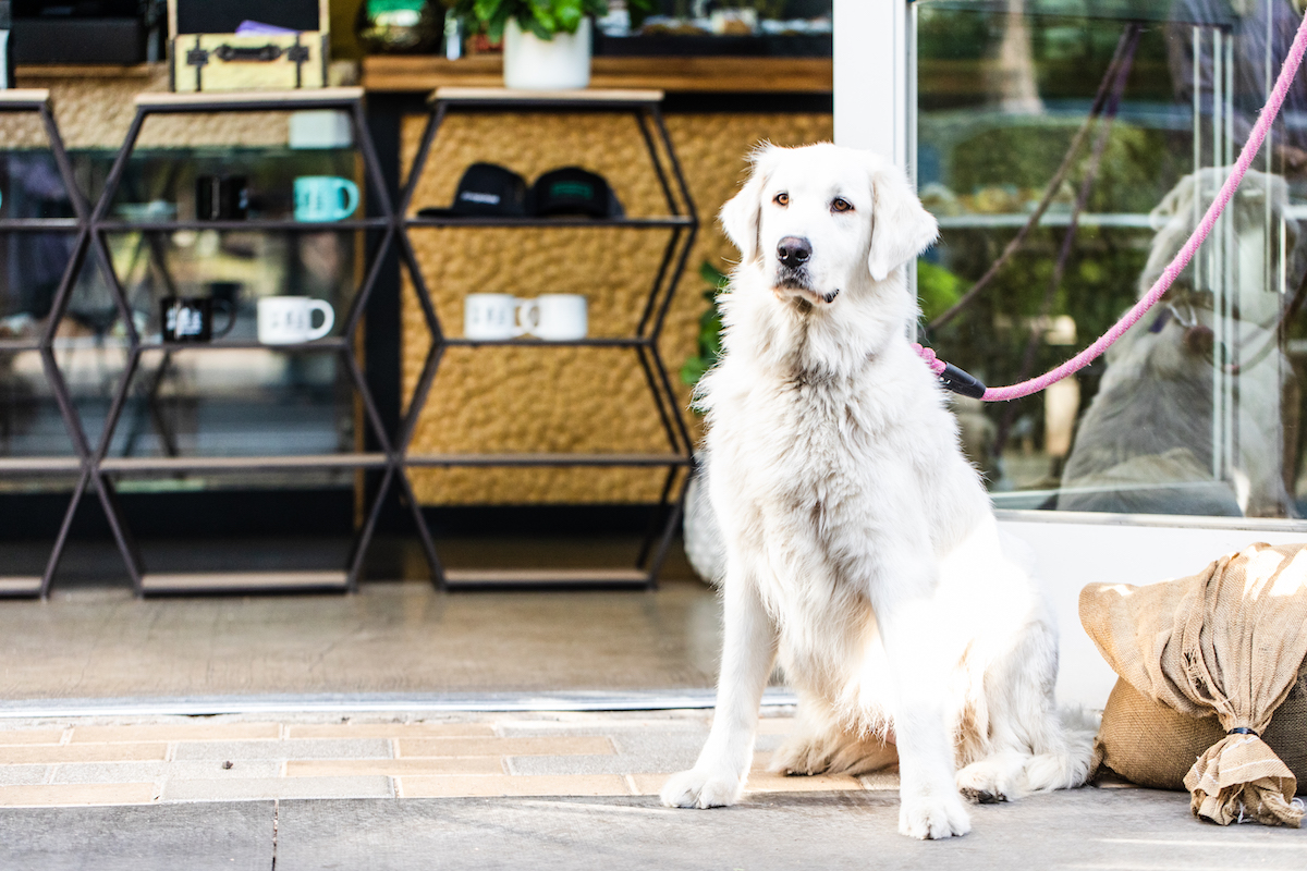 Spy-Valley-Jan-and-Amanda-Johnson-1 - DiningOut A dog guest waits patiently on the patio for his pup cup at Slowpokes. | Photo by Becca Wright
