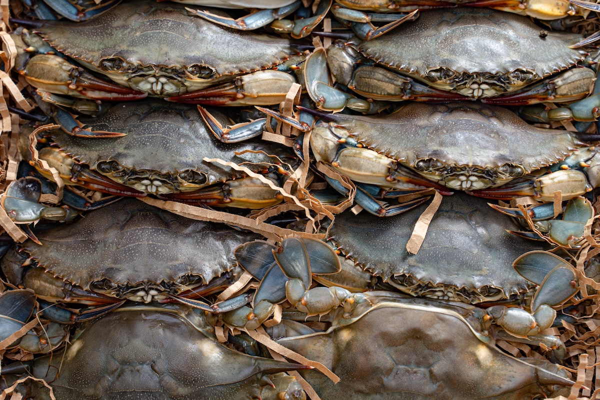 Maryland soft shell crabs are in season. | Photo by Kings Seafood Company