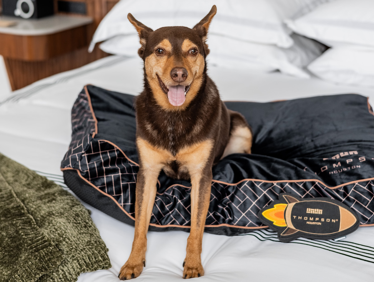 PL_008-1-696x463-1-1 - DiningOut A furry guest gets comfy with the custom dog bed and toy at the Thompson Hotel. | Photo by Thompson Hotel Houston