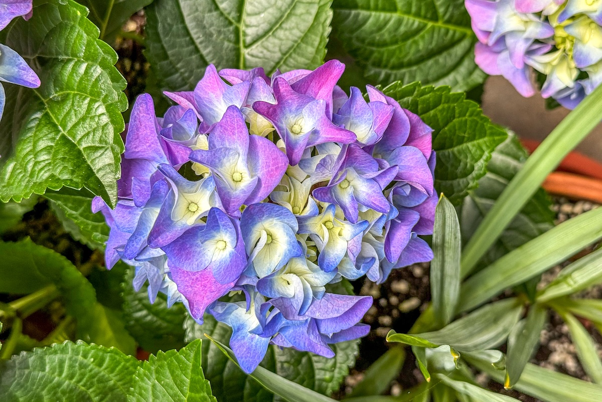 - DiningOut The flower garden at the Isabella Stewart Gardner Museum. | Photo by Suzanne Podhaizer