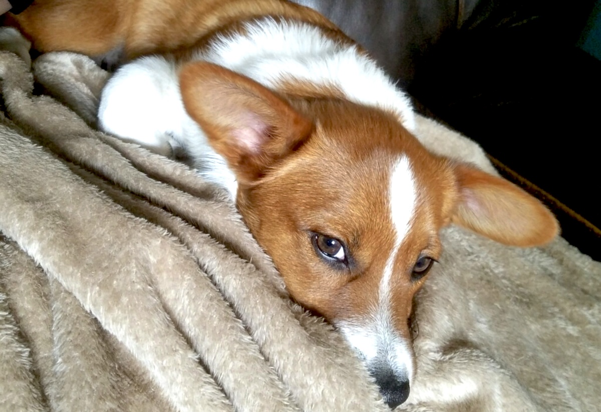 Sandos-PC-Sandoitchy - DiningOut Winston the corgi. | Photo by Wild Corgi Pub