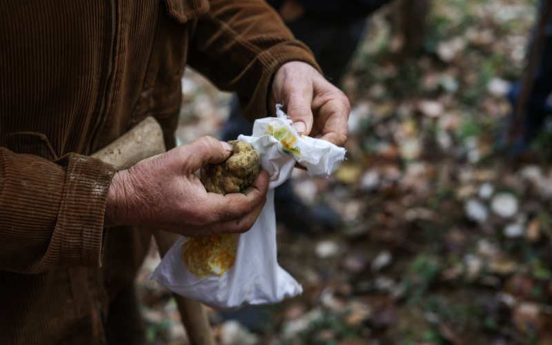 Hands holding truffles found during a hunt in the woods