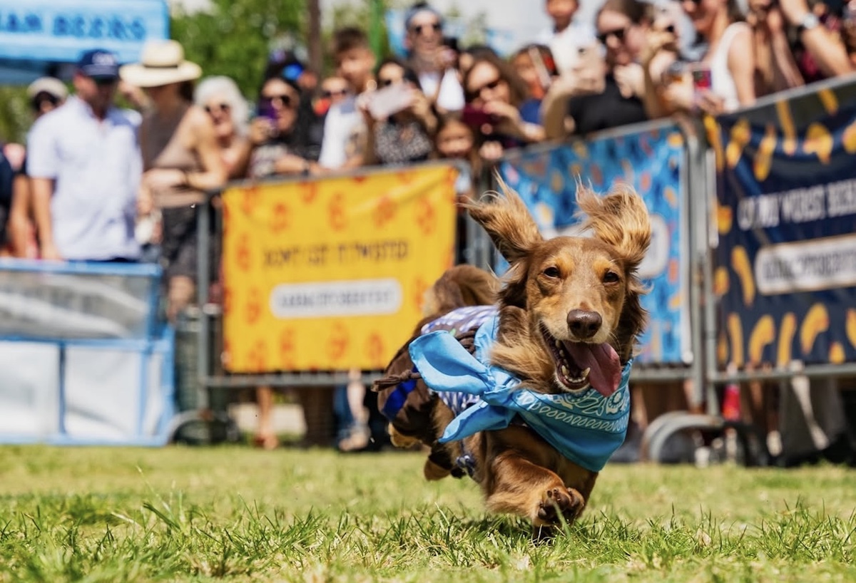 A long-haired dachshund competes at Karbach Brewing's weiner races. | Photo by Karbach Brewing Co.