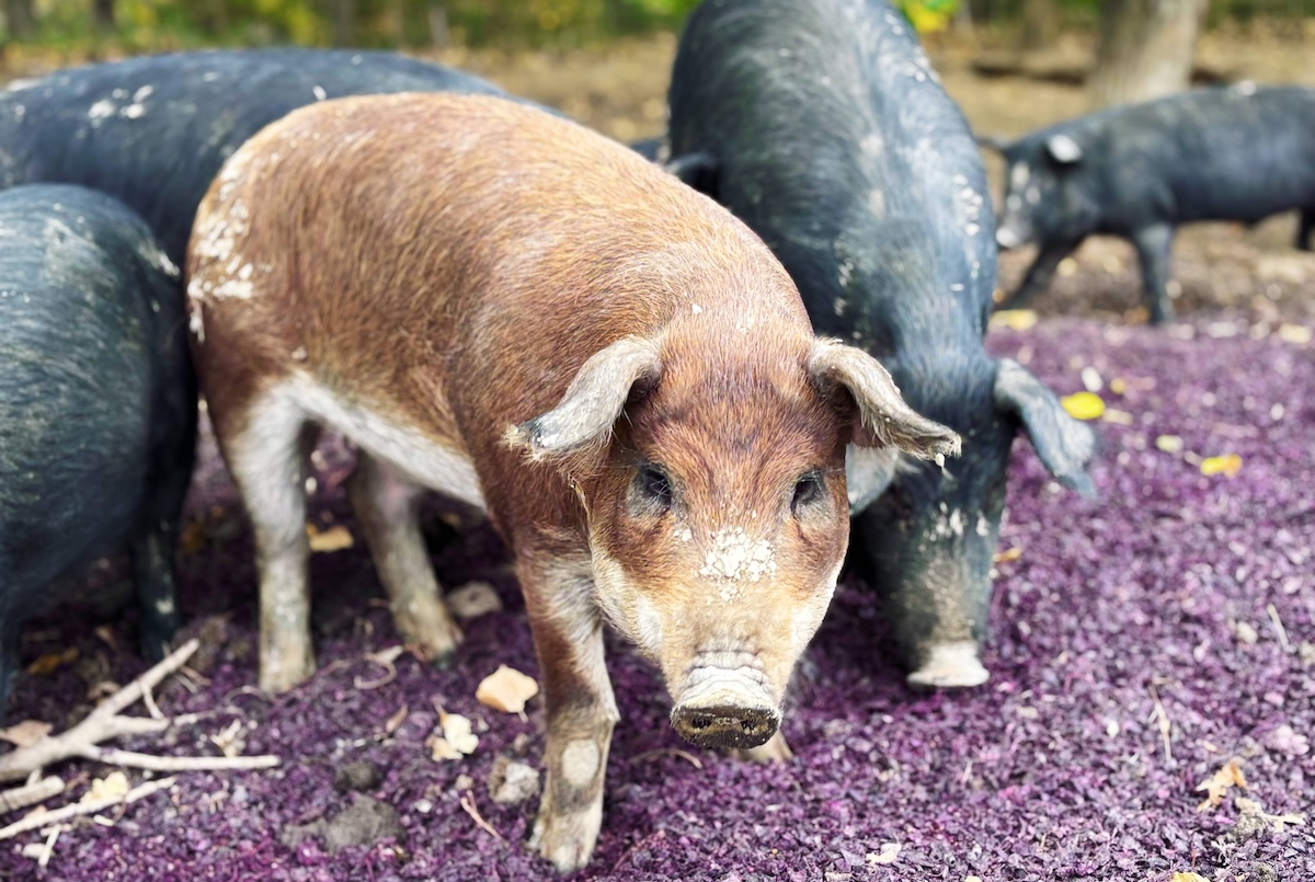 - DiningOut Global Some of the hogs raised for meat. | Photo by Douglas Brown