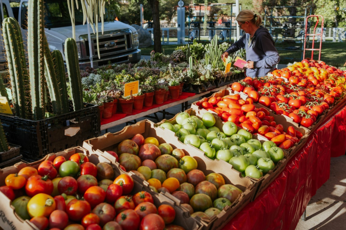 Boulder Farmers Market vendor table with rows of heirloom, red, and green tomatoes beside potted succulents and cacti in bright morning sunlight.