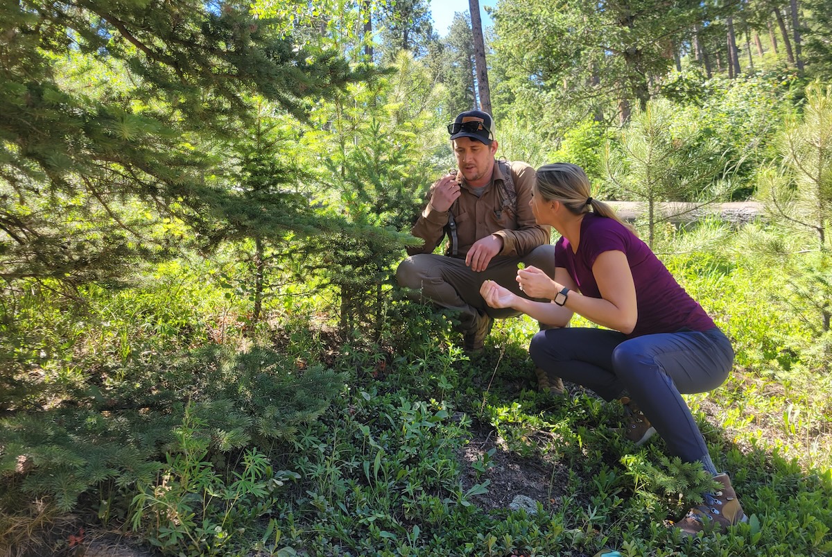 Chef Chris Royster showing Tara Runko how to look for spruce tips. | Photo by Linnea Covington