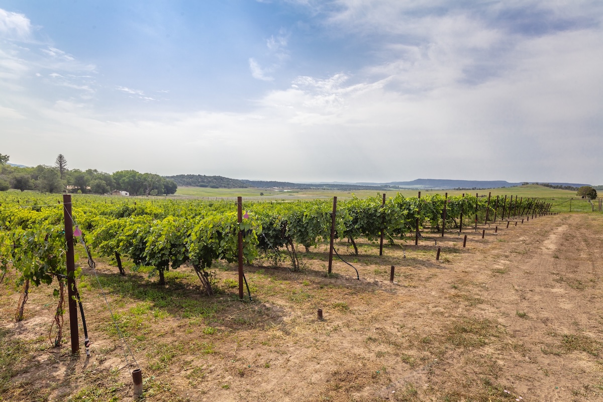 colorado_vineyard - DiningOut Colorado boasts many vineyards. | Photo courtesy of Colorado Wine Board