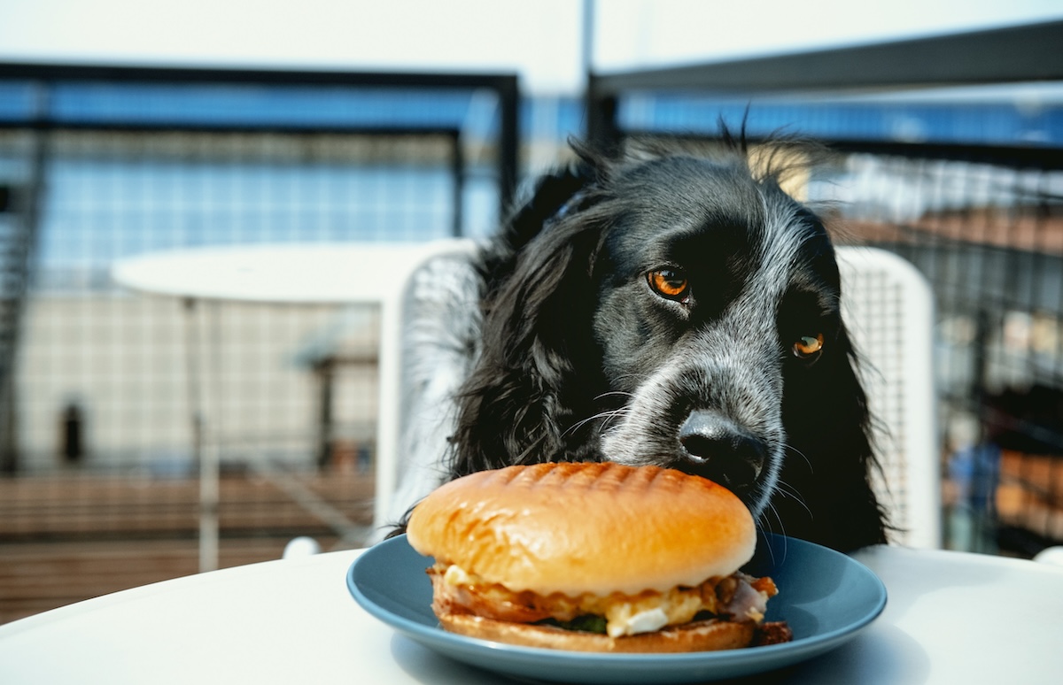 dog burger last meal stock image